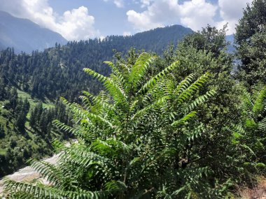 Yeşil manzaralardan, yüksek tepelerden ve gelişen ağaçlardan oluşan büyüleyici bir gündüz manzarası Kashmir 'in Neelum Vadisi' ndeki Jagran Vadisi 'nde tünemiş olan Shal köyünün etrafını sarmış durumda..