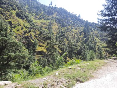 Yeşil manzaralardan, yüksek tepelerden ve gelişen ağaçlardan oluşan büyüleyici bir gündüz manzarası Kashmir 'in Neelum Vadisi' ndeki Jagran Vadisi 'nde tünemiş olan Shal köyünün etrafını sarmış durumda..