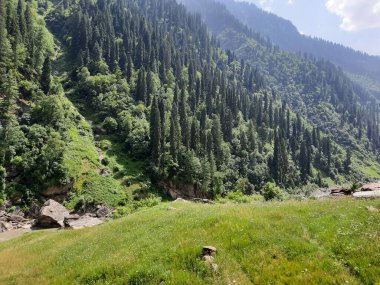 Kaşmir 'deki Neelum Vadisi' nin göz kamaştırıcı gündüz manzarası. Kaşmir 'deki Neelum Vadisi nefes kesici bir yerdir. Bereketli yeşil manzarası, uzun ağaçları ve canlı yeşilliği cennete benzer bir manzara yaratır..