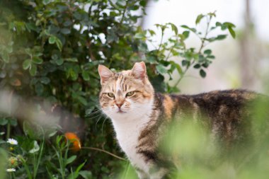 Kedi bahçede sevimli görünüyor.