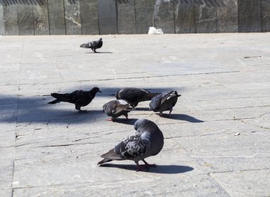 Şehir merkezinde kuşlar besleniyor.