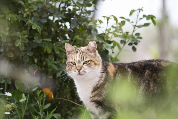 Bahçeye bir kedi bakıyor....