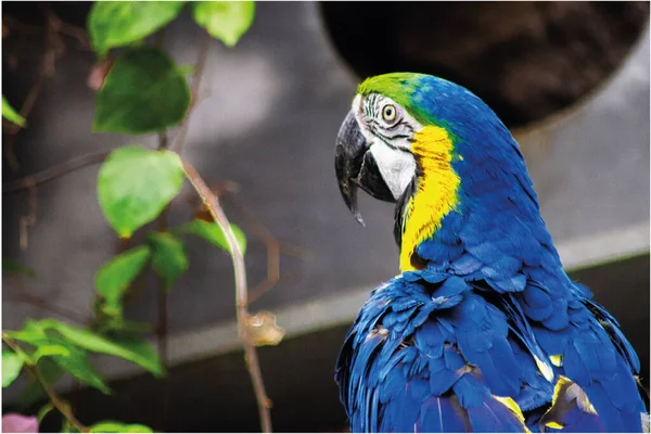 beautiful blue and yellow parrot in the park