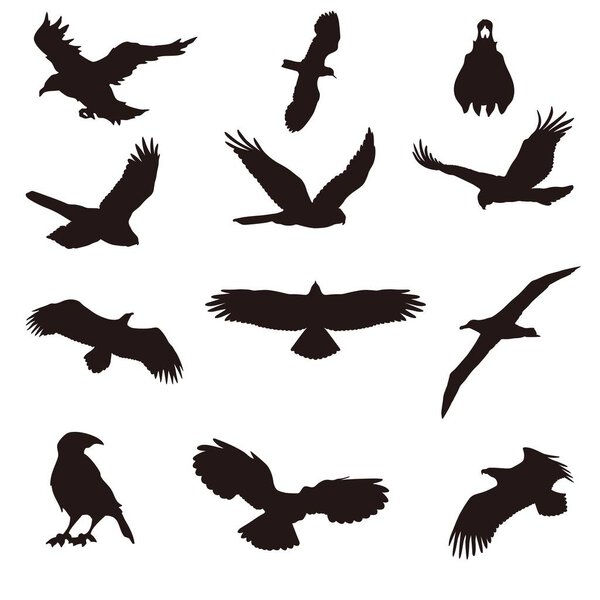 Set of silhouettes of different birds