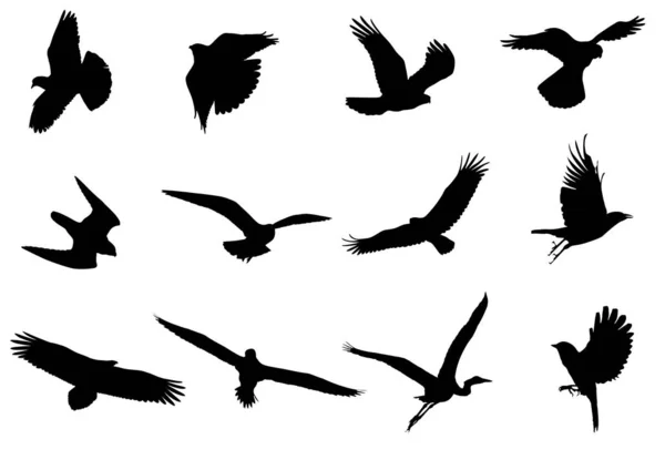 Set Silhouettes Flying Birds — Stock Vector