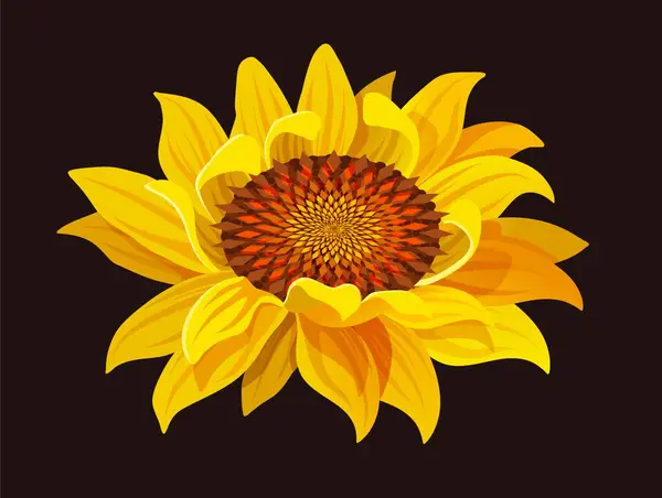 Illustration of a yellow sunflower flower