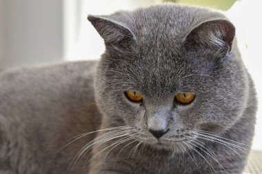 Güzel kedi mutfakta masanın üzerinde yatıyor. 