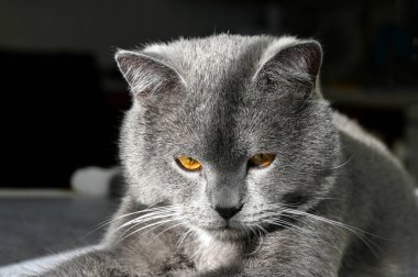 Güzel kedi mutfakta masanın üzerinde yatıyor. 