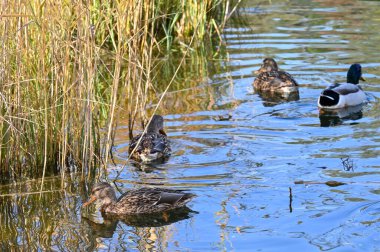 Ördekler gölün kıyısındaki sazlıkların arasında yüzer. 