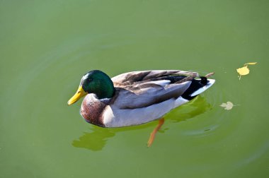 Ördek gölde yavaşça yüzer. 