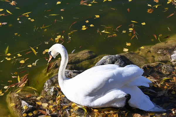 Cisne Branco Senta Nas Rochas Borda Lago — Fotografia de Stock