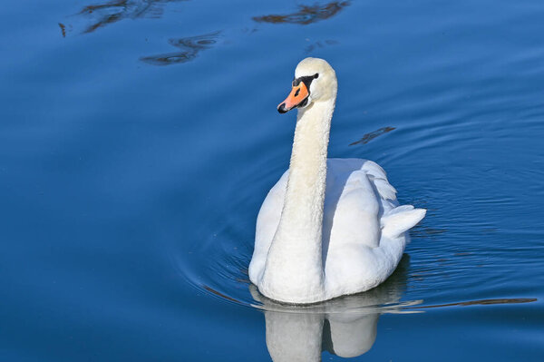 White swan swims slowly on the lake