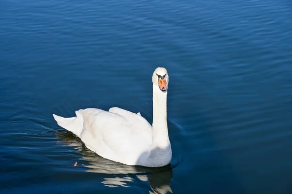 Cisne Branco Nada Lentamente Lago — Fotografia de Stock