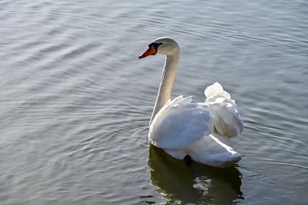 Cisne Branco Nada Lentamente Lago — Fotografia de Stock