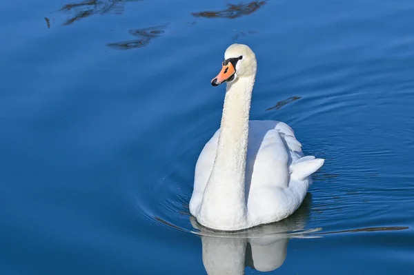 白い白鳥は湖でゆっくりと泳ぐ ロイヤリティフリーのストック画像