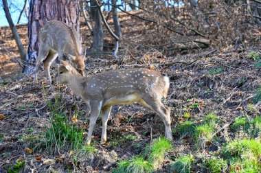Ormandaki vahşi geyik 
