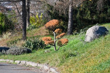 Kyiv şehrinde botanik bahçesi 