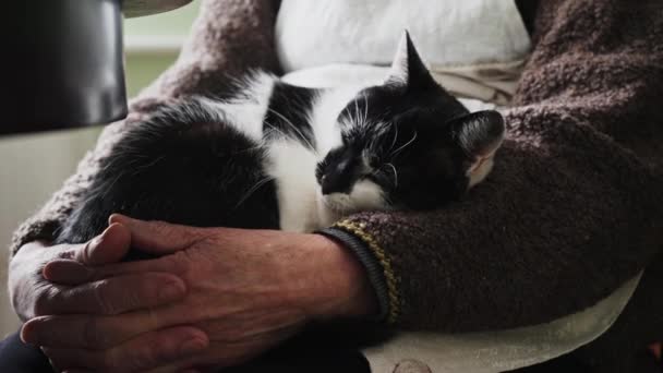 Kočka Spí Nohách Majitelky Osoba Hladí Břicho Roztomilé Kočičky Krásná — Stock video