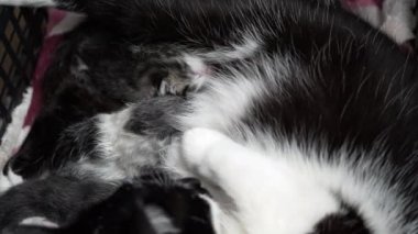 Küçük bir kedi yavrusu annesinden süt emer, bir kedinin emzirilmesi bir çocuğu beslerken, evcil hayvanlara bakımı sırasında, hayatın ilk günlerinde. Yüksek kalite 4k görüntü