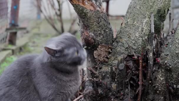 Gray Cat Green Eyes Licks Its Lips Eats Green Leaves — Vídeos de Stock