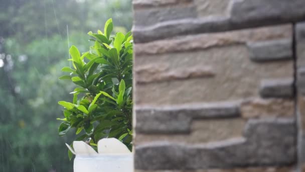 白天的雨把墙后的室内植物淋湿了 — 图库视频影像