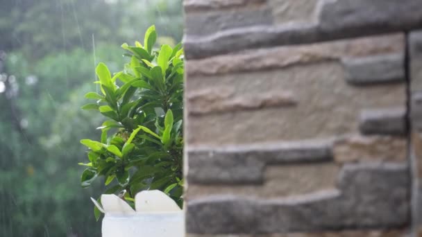 白天的雨把墙后的室内植物淋湿了 — 图库视频影像