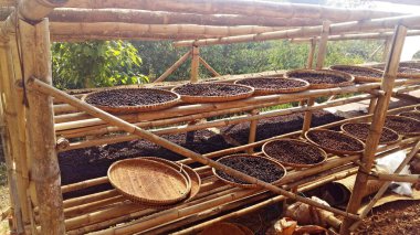 Kahve çekirdekleri güneşte kurur.