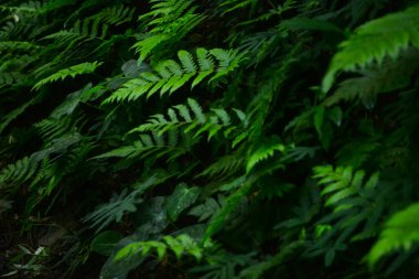 Latin Polypodiopsida 'da eğreltiotu. Gerçek kökleri, sapları ve karmaşık yaprakları olan ve sporlarla çoğalan çiçek açmayan vasküler bitkiler sınıfı..