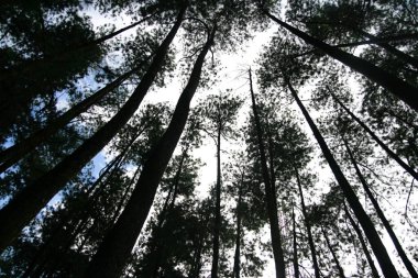 Aşağıdan görülen uzun ağaçlar soyut bir siluet oluşturur.