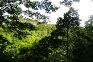 Tropikal ormanlardaki yeşil ağaçların görüntüsü soyut bir çekicilik oluşturuyor.