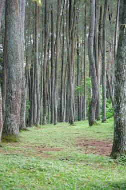 Çam ağacı, ağaç üreten bir orman bitkisi türüdür. Çam ağacındaki bitki özü boya incelticiye dönüştürülebilir. Ahşap inşaat, kibrit, kağıt vs. için kullanışlıyken.