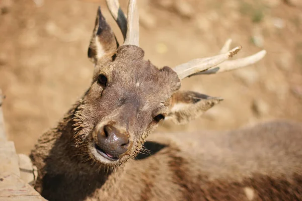 A close up face of a deer in captivity at West Java, Indonesia.