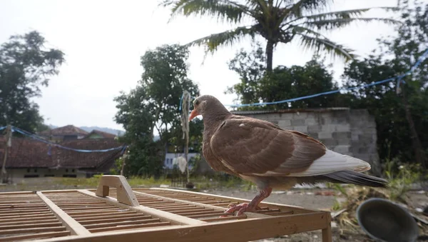 A brown dove perched on a wooden cage