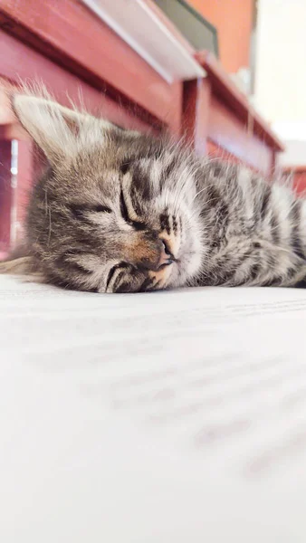 家のカーペットの上で寝ている小さな灰色の猫のクローズアップ — ストック写真