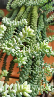 Endonezya 'da üzüm kaktüsü bitkisinin (Sedum morganianum) yakın görüntüsüne 