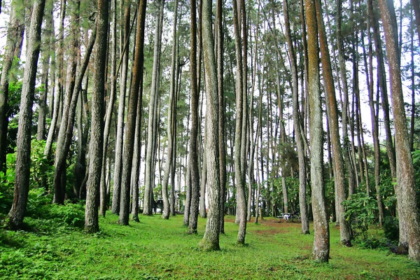 Pino Tipo Planta Forestal Que Produce Madera Savia Del Pino —  Fotos de Stock