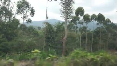 Bandung, Endonezya - 14 Ekim 2023; otomobilin ön yolcu koltuğundaki pencereden ağaçların ve yeşil bitkilerin bulunduğu kırsal atmosfer manzarası