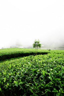Sabahları sisle kaplı bir çay tarlasında taze atmosfer.