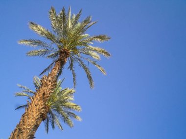 Üstüste dizili yüksek hurma ağaçları, gök cisimleri,