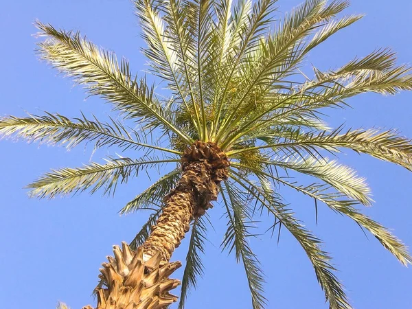 tall date palm trees seen from below against a bright blue sky background