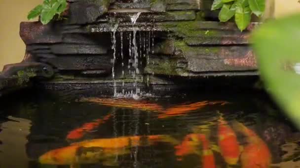 Thuisvisvijver Gevuld Met Veel Grote Prachtig Gekleurde Koi Vissen Compleet — Stockvideo
