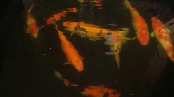 Grupo Peixes Grandes Koi Com Cores Bonitas Uma Lagoa Peixe — Vídeo de Stock