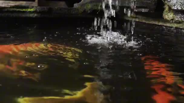 Balığı Havuzundaki Dekoratif Bir Şelaleden Gelen Dalgalanmaları Güzel Renkli Koi — Stok video