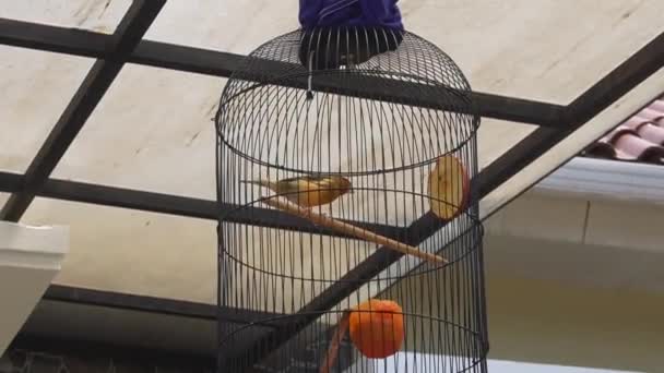 Oiseau Dans Une Cage Accroché Dans Une Maison — Video