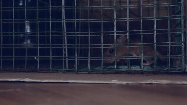 Pequeno Mouse Preso Uma Ratoeira Quarto Escuro Noite — Vídeo de Stock