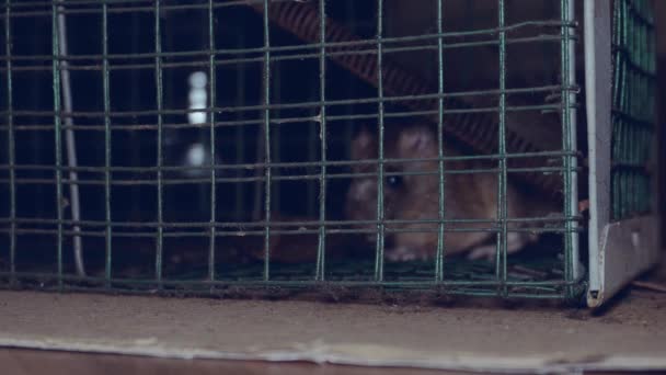 小老鼠被困在黑暗的房间里的捕鼠器里 — 图库视频影像