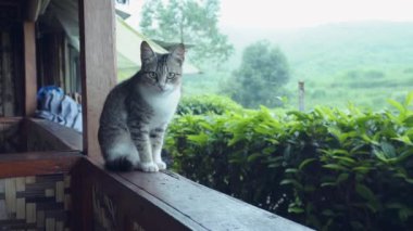 Çay tarlasında siyah çizgili şirin beyaz ve gri bir kedi.
