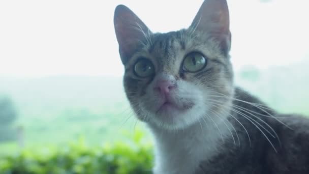 Close Face Cute White Gray Cat Black Stripes Tea Plantation — Stock Video