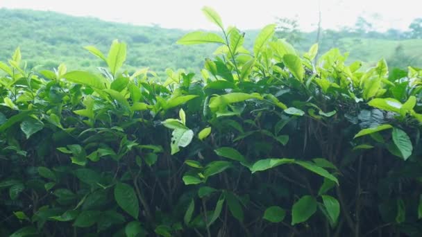 Yeşil Güzel Çay Tarlalarında Rüzgarda Sallanan Çay Yaprakları — Stok video