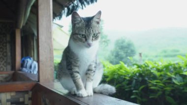 Çay tarlasında siyah çizgili şirin beyaz ve gri bir kedi.